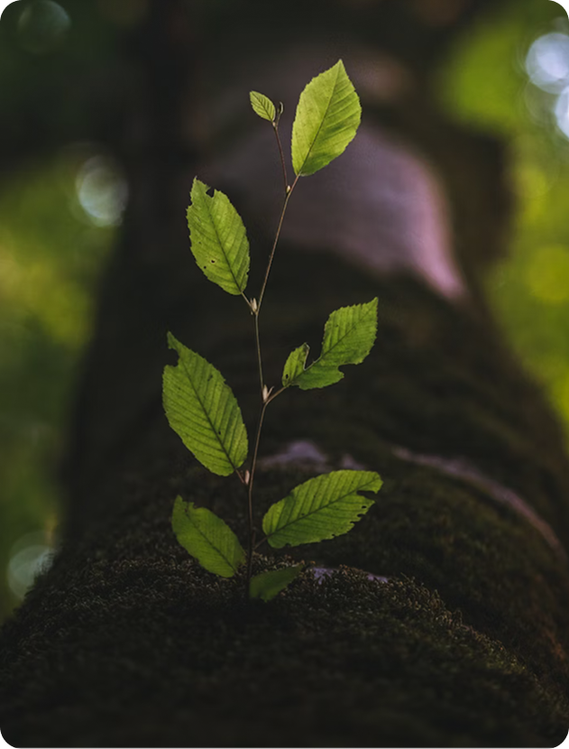 Culture-Growth